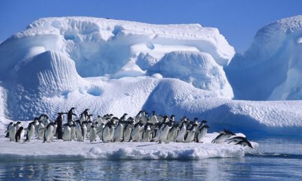Ce se întampla atunci cand temperatura Oceanului Antarctic creste cu numai un grad Celsius?